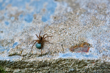 Female wolf spider sits on concrete color