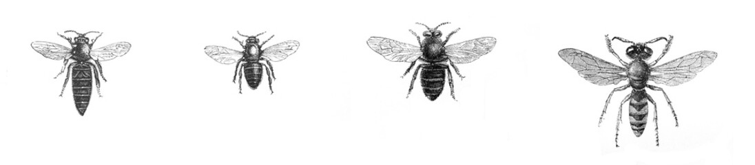 Honey bee collection with queen bee and workers / for beekeeping/ Illustration from Brockhaus Konversations-Lexikon 1908
