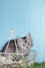 Fototapeta na wymiar One cute grey kitten