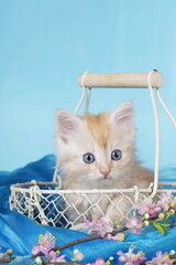 Fototapeta na wymiar One red kitten in a basket