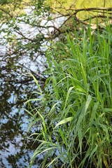 plants near the pond in summer