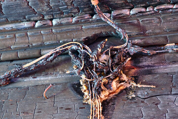 burnt-out power lines after the fire color