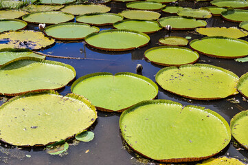 It's Landscape of lilly pad pond in Nieuw Amsterdam, Suriname