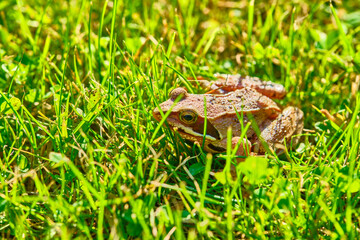 Frog sits in the grass medium plan color