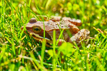Frog sits in the grass medium plan color