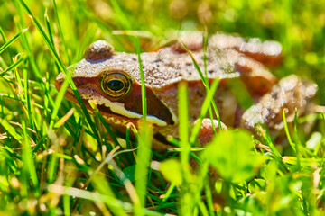 Frog sits in the grass medium plan color
