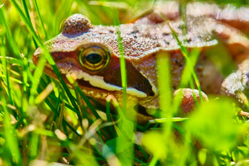 Frog sits in the grass medium plan color