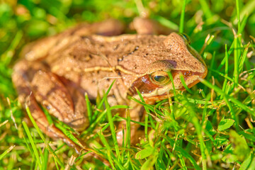 Frog sits in the grass medium plan color