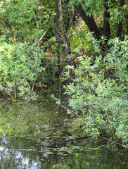 plants near the pond in summer