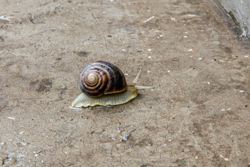 little grape snail crawling on the concrete surface