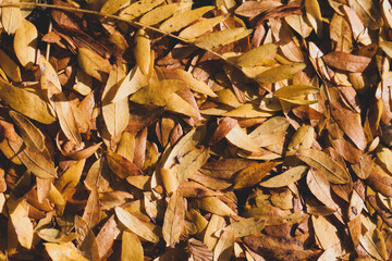 Top view close up shot of beautiful wet and warm toned pointy yellow and brown leaves, with a twig laying on top. Could be used as a backdrop for a fall shoot.  