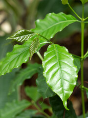 コーヒーノキ　リサ・アラビカ