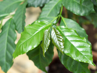 コーヒーノキ　リサ・アラビカ