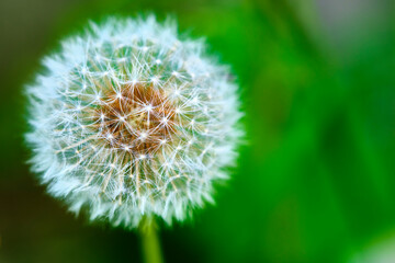fluffy white dandelion macro photo color nature