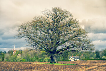 Mighty old oak tree in spring field