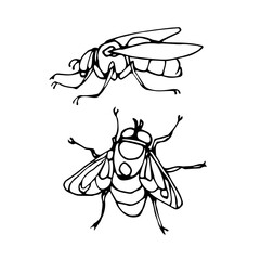 set of a dirty ugly dung fly, for logo or icon, infection symbol, vector illustration with black ink contour lines isolated on a white background in doodle & hand drawn style