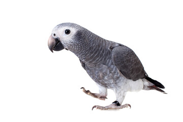Timneh African Grey Parrot isolated on white