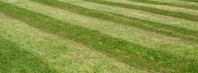 Panorama Rasen Streifen Hintergrund frisch gemäht	