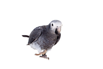 Fototapeta premium Timneh African Grey Parrot isolated on white