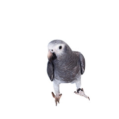 Timneh African Grey Parrot isolated on white