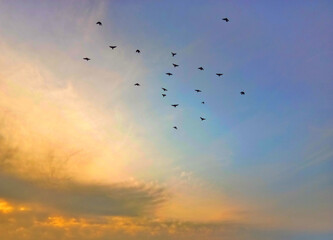 The flock of birds flying in the sky at sunset.