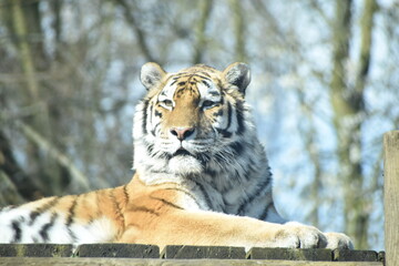 Beautiful female Amur tiger at the zoo