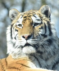 Beautiful female Amur tiger at the zoo