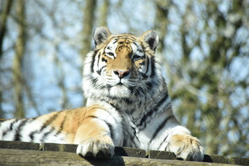 Beautiful female Amur tiger at the zoo