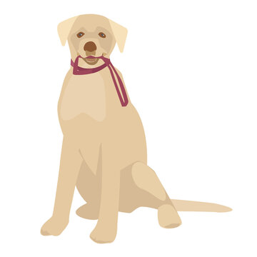 The dog is sitting. Holds a leash in its mouth. Labrador. Golden retriever. Vector illustration. Isolated on a white background.