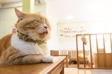 Sleeping cat  perfect dream. Cat laying on table