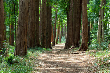 Obraz premium 林の小径の木漏れ日(5月)