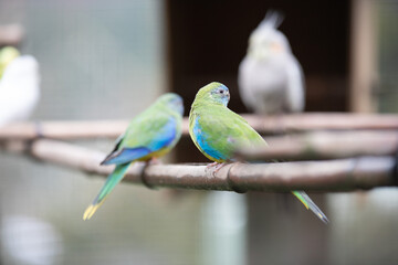 birds