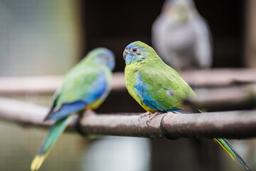bird