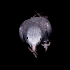 Timneh African Grey Parrot isolated on black