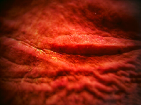 Macro shot of a red flower petal. closeup photo of a red flower petal.