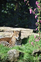 Beautiful Sri Lamkan leopard amongst spring blossom