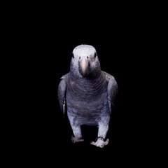 Timneh African Grey Parrot isolated on black