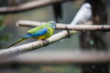 bird