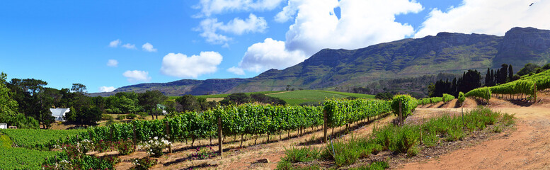Fototapeta na wymiar Weinanbau in Südafrika 