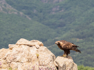 Aguila real​ (Aquila chrysaetos)