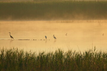 Water birds on the lake in morning
