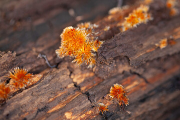 Close up macro shot of an orange fungus with spines, resembling moss, on a dead tree trunk in the forest. Minimal focus.