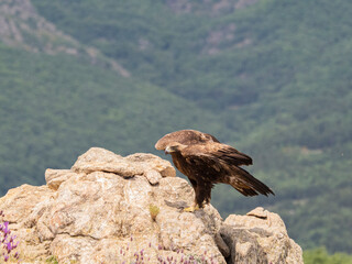 Aguila real​ (Aquila chrysaetos)