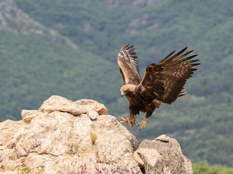 Aguila real​ (Aquila chrysaetos)