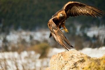 Aguila real​ (Aquila chrysaetos)