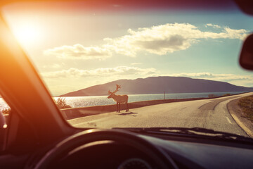 Driving a car on a winding road along the fjord at sunset. Wild Deer walking on the road