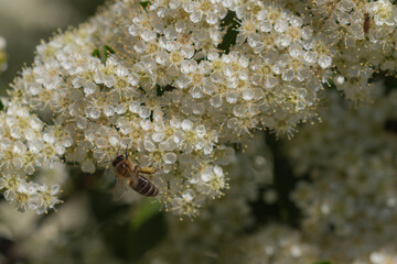 Pszczoły zbierające nektar z kwiat&oacute;w czarnego bzu.