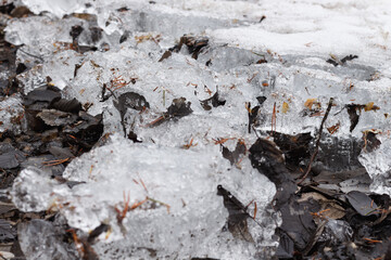 Rotten leaves under melting snow
