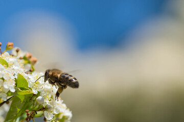 Pszczoły zbierające nektar z kwiatów czarnego bzu.