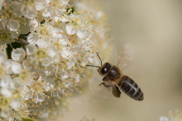 Pszczoły zbierające nektar z kwiatów czarnego bzu.